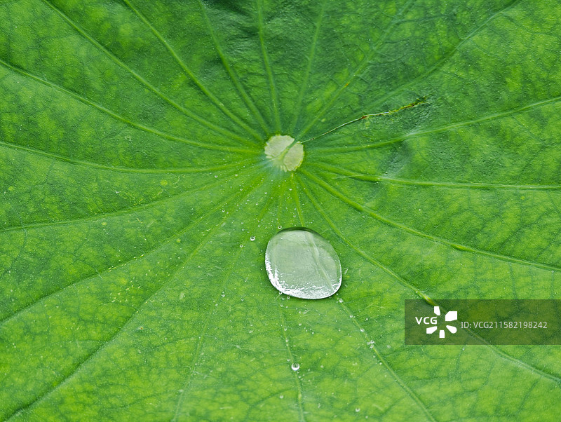 荷叶上透明水珠图片素材