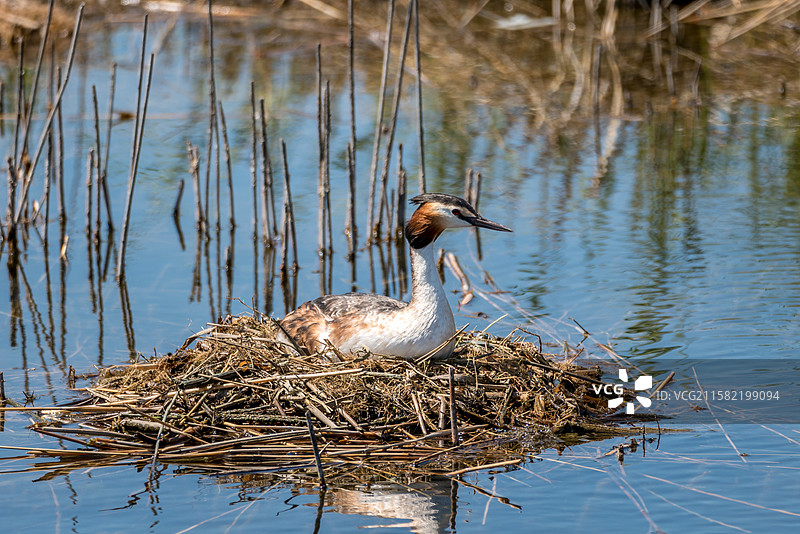 鸟巢中育雏的凤头鸊鷉  扎龙国家级自然保护区图片素材