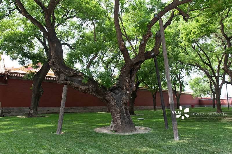 故宫十八槐图片素材