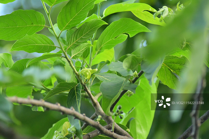 南方珍稀园林植物-Cananga odorata 依兰图片素材