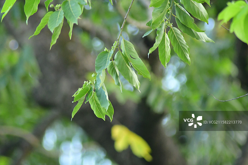 南方珍稀园林植物-Cananga odorata 依兰图片素材