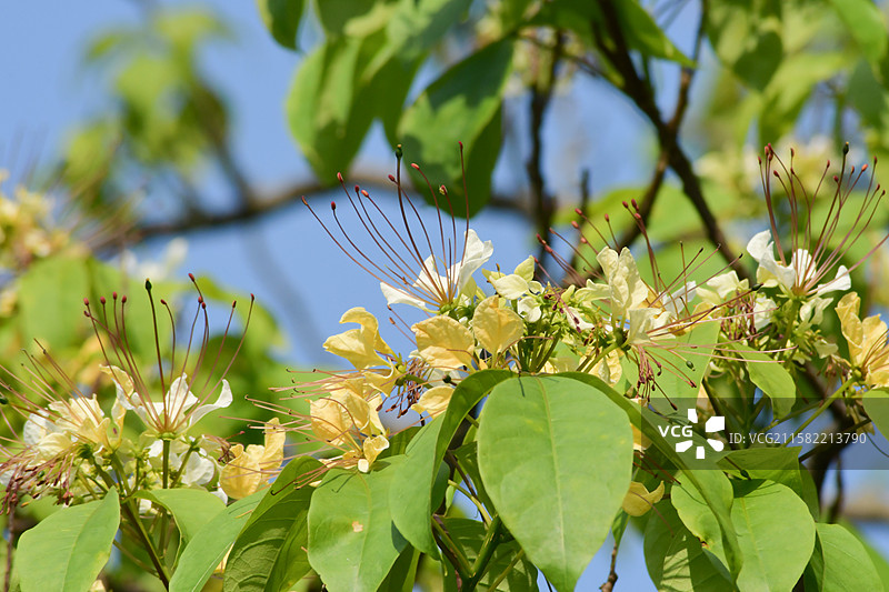 南方珍稀园林植物-Crateva religiosa 鱼木图片素材
