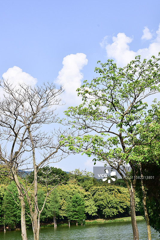 南方珍稀园林植物-Crateva religiosa 鱼木图片素材