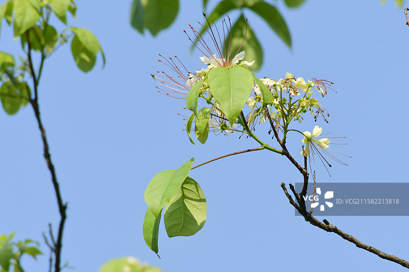 南方珍稀园林植物-Crateva religiosa 鱼木图片素材