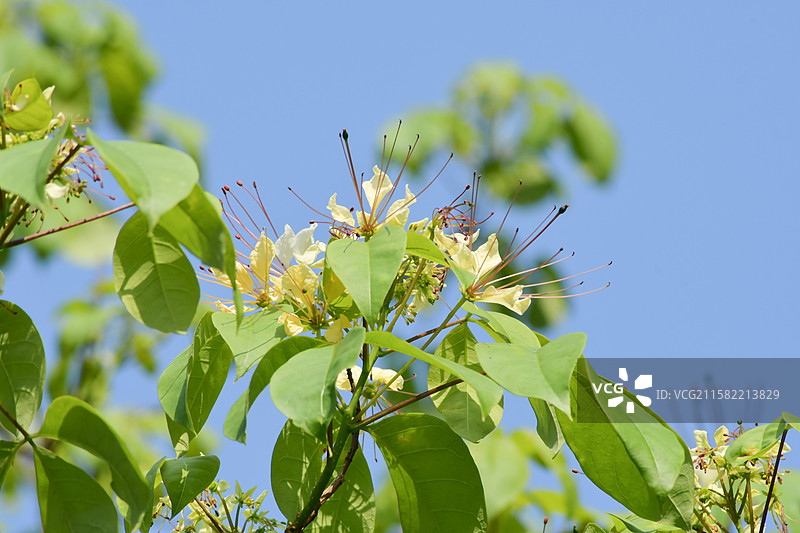 南方珍稀园林植物-Crateva religiosa 鱼木图片素材