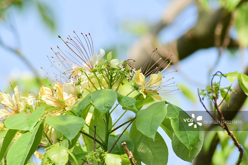 南方珍稀园林植物-Crateva religiosa 鱼木图片素材