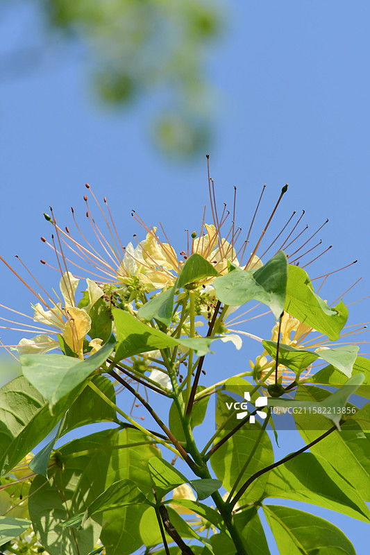 南方珍稀园林植物-Crateva religiosa 鱼木图片素材