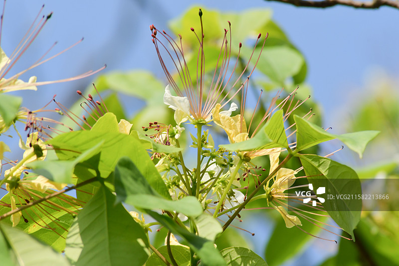 南方珍稀园林植物-Crateva religiosa 鱼木图片素材