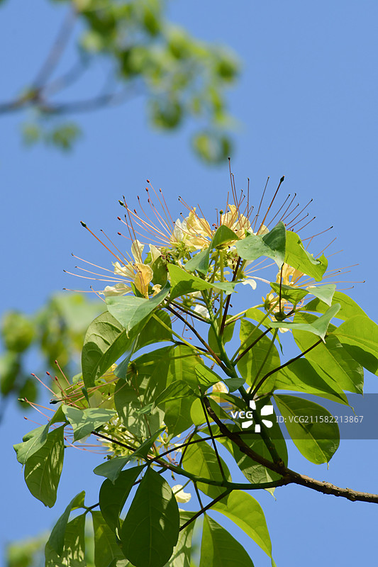 南方珍稀园林植物-Crateva religiosa 鱼木图片素材