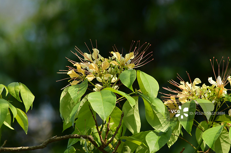南方珍稀园林植物-Crateva religiosa 鱼木图片素材