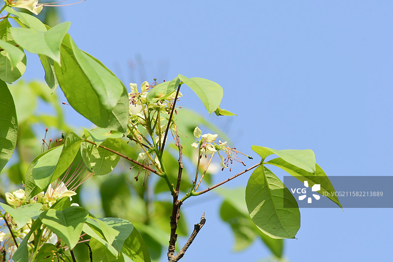 南方珍稀园林植物-Crateva religiosa 鱼木图片素材