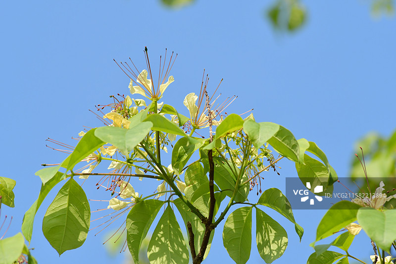 南方珍稀园林植物-Crateva religiosa 鱼木图片素材
