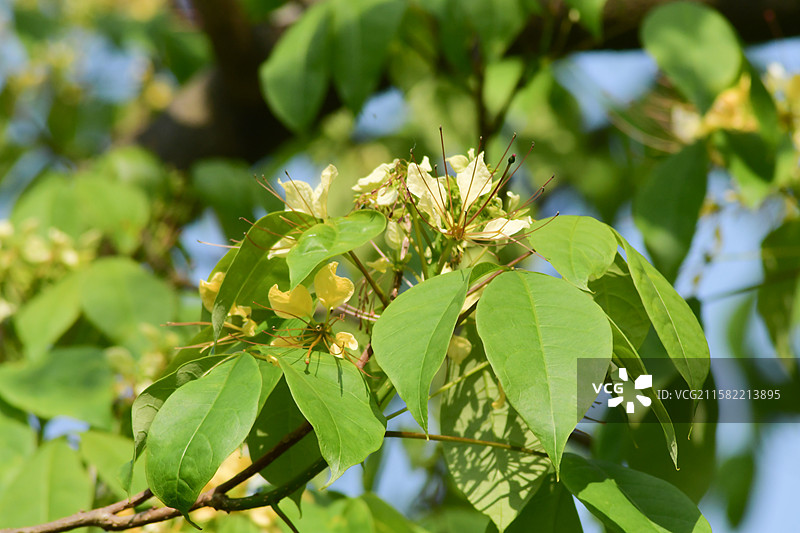 南方珍稀园林植物-Crateva religiosa 鱼木图片素材