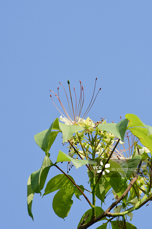 南方珍稀园林植物-Crateva religiosa 鱼木图片素材
