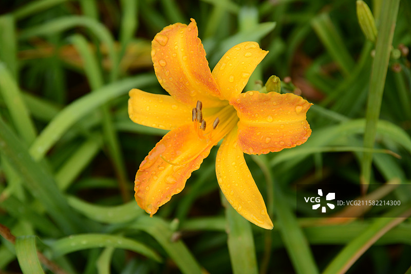 世界花卉大观园的萱草花图片素材