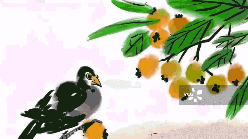 八哥 枇杷 果实 夏天 成熟图片素材