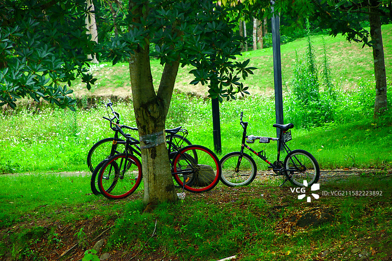 绿荫掩映小径旁，双车静倚沐天光图片素材