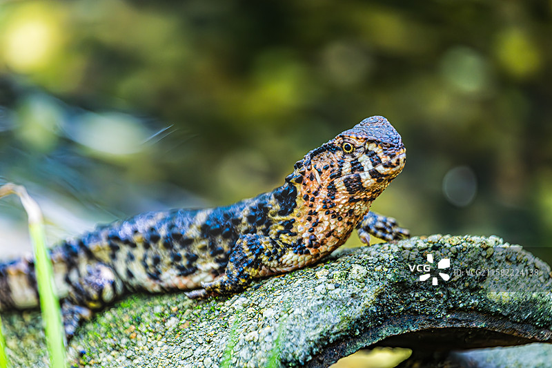 鳄蜥图片素材
