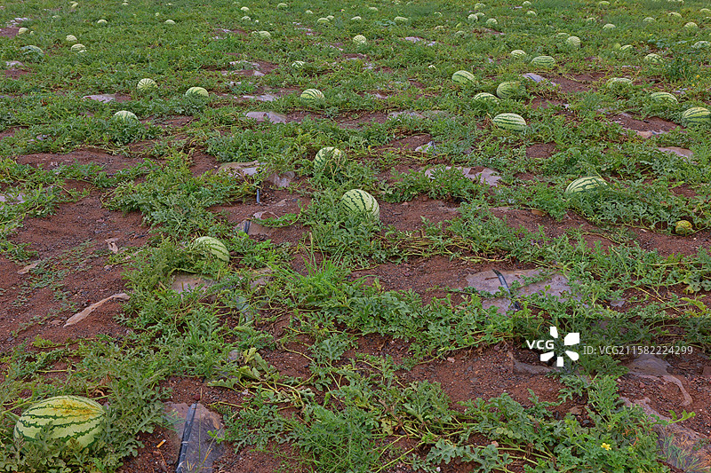 成熟的西瓜在瓜地里素材图图片素材