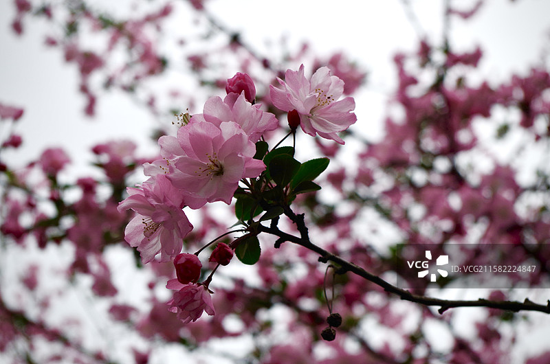 海棠花花卉图片素材