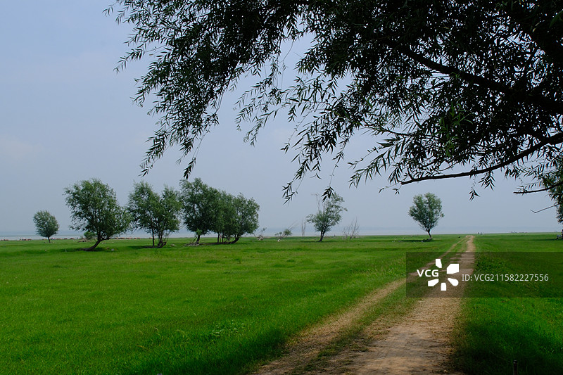 夏天绿草地柳树白鹭游客喜鹊。高清风景背景图。草原图片素材