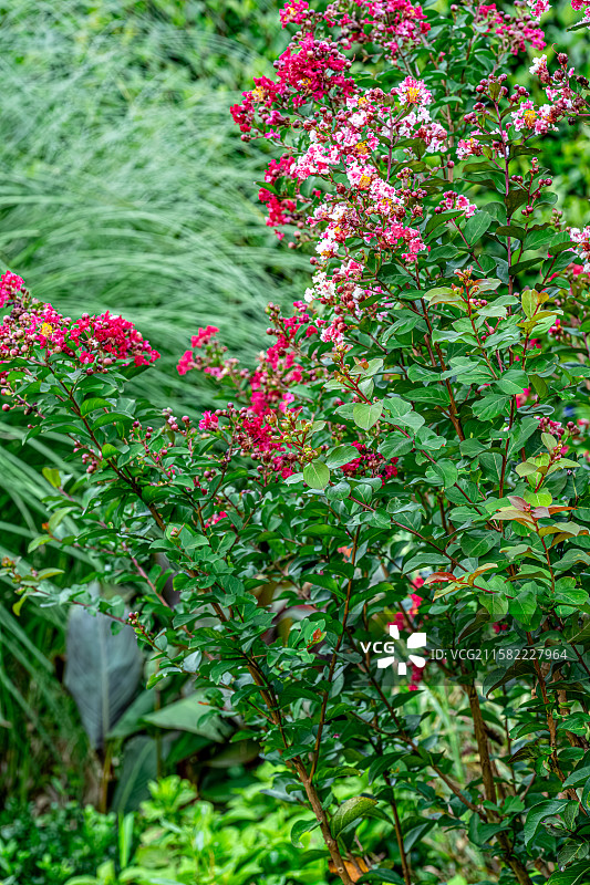 紫薇花 百日红 7月夏花盛开热闹浓烈 蒴果椭圆状球形 上海浦东世纪公园植物图鉴图片素材