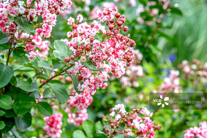 紫薇花 百日红 7月夏花盛开热闹浓烈 蒴果椭圆状球形 上海浦东世纪公园植物图鉴图片素材