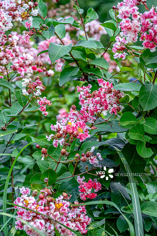 紫薇花 百日红 7月夏花盛开热闹浓烈 蒴果椭圆状球形 上海浦东世纪公园植物图鉴图片素材