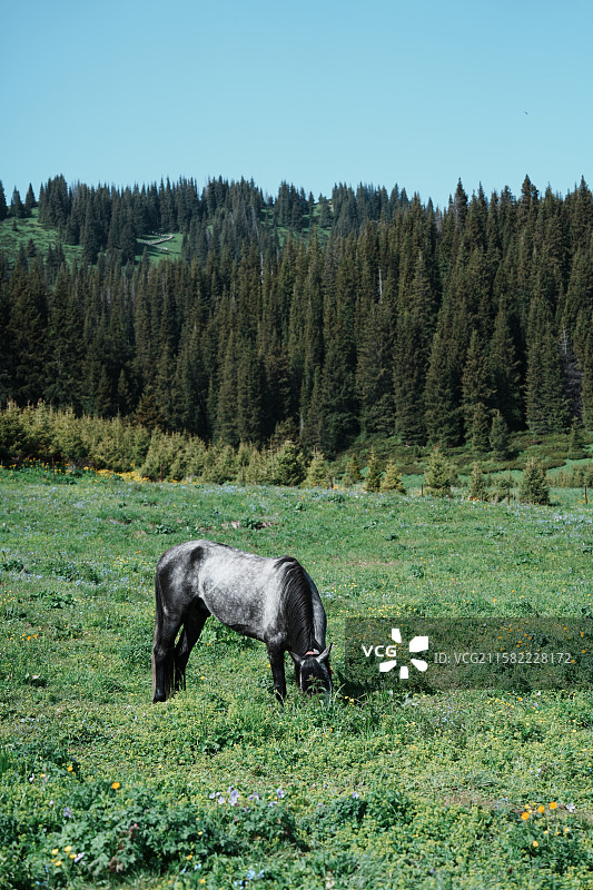 赛里木湖边的马图片素材