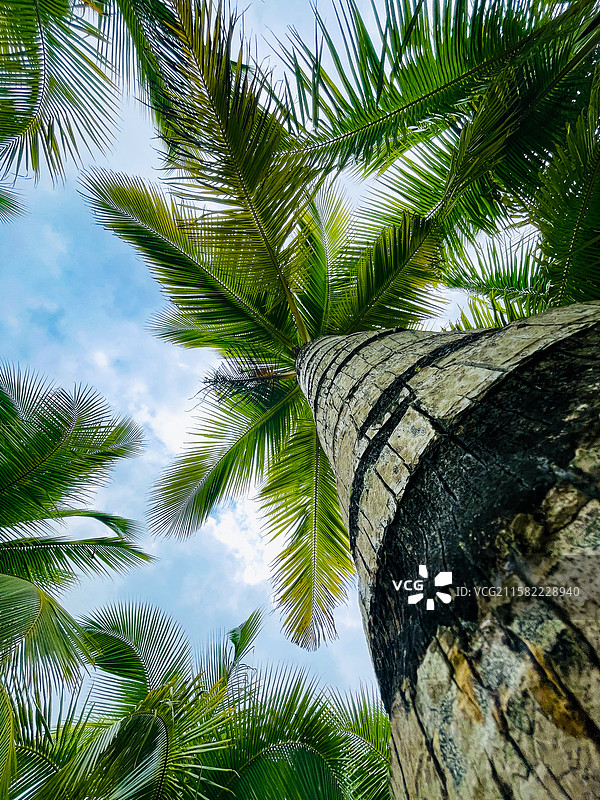 海南椰子树图片素材