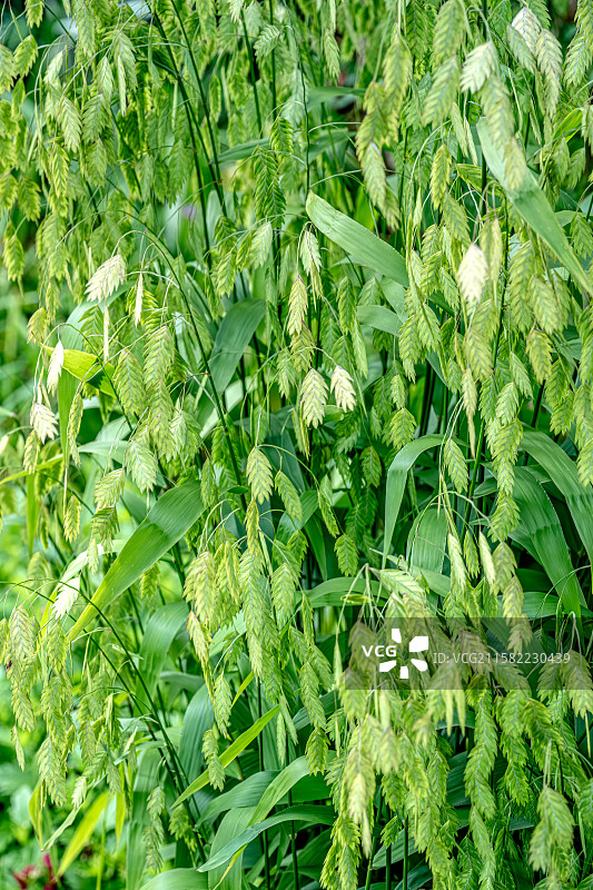 小盼草 7月夏季植物生长茂密 植物的穗 叶鞘平滑 株丛紧凑 上海浦东世纪公园植物图鉴图片素材