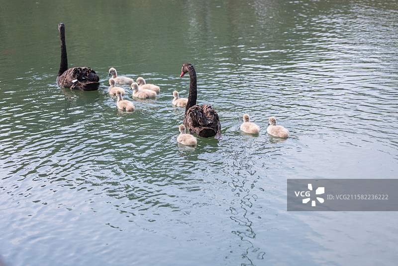 圆通余韵：3月中旬，昆明圆通动物园盛花期后的樱花、海棠花，仍娇艳艳的，大雁也在争相玩耍，余韵悠悠。图片素材