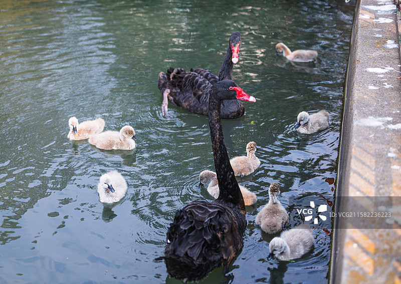 圆通余韵：3月中旬，昆明圆通动物园盛花期后的樱花、海棠花，仍娇艳艳的，大雁也在争相玩耍，余韵悠悠。图片素材