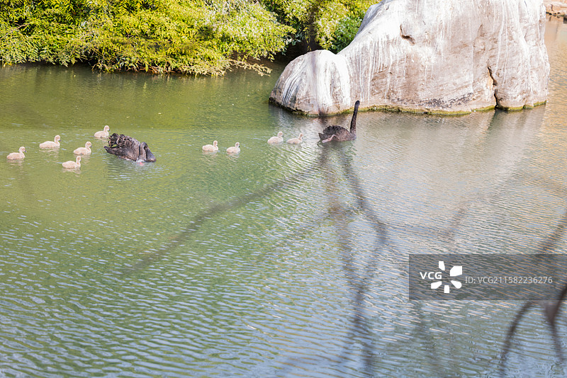圆通余韵：3月中旬，昆明圆通动物园盛花期后的樱花、海棠花，仍娇艳艳的，大雁也在争相玩耍，余韵悠悠。图片素材
