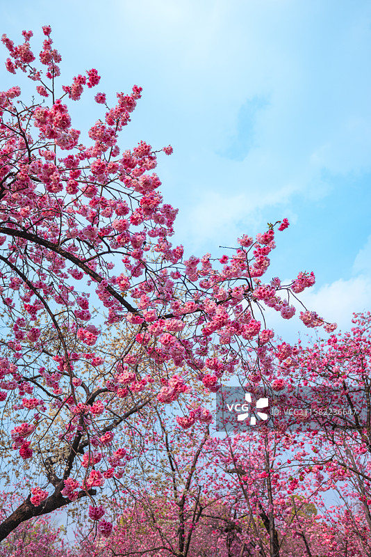 圆通余韵：3月中旬，昆明圆通动物园盛花期后的樱花、海棠花，仍娇艳艳的，大雁也在争相玩耍，余韵悠悠。图片素材