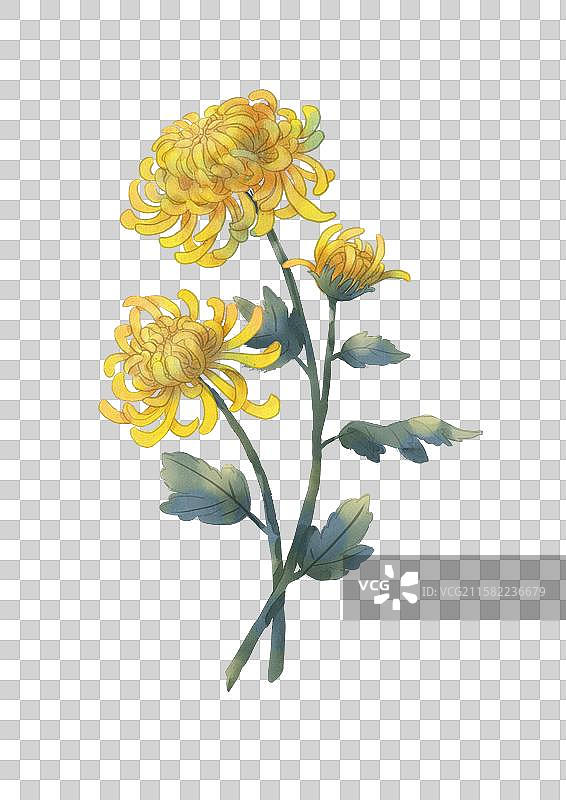 黑色背景下的花朵特写镜头图片素材