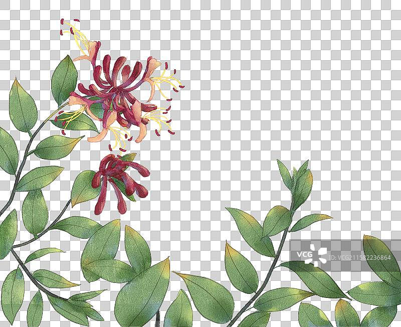 黑色背景下的花朵特写镜头图片素材