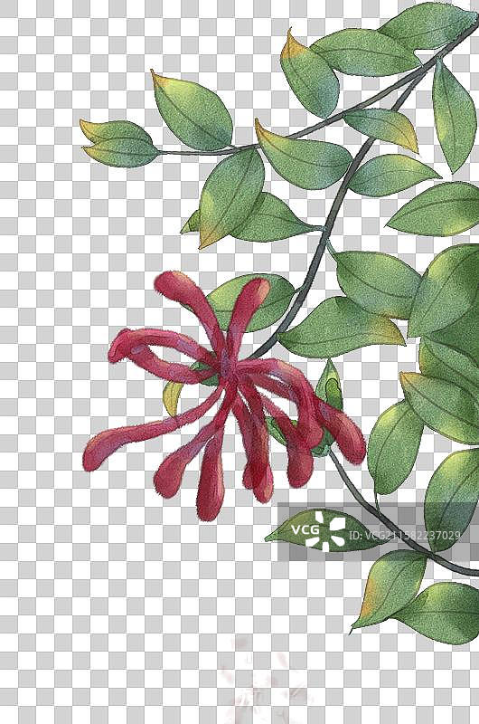 黑色背景下湿红色花朵的特写镜头图片素材