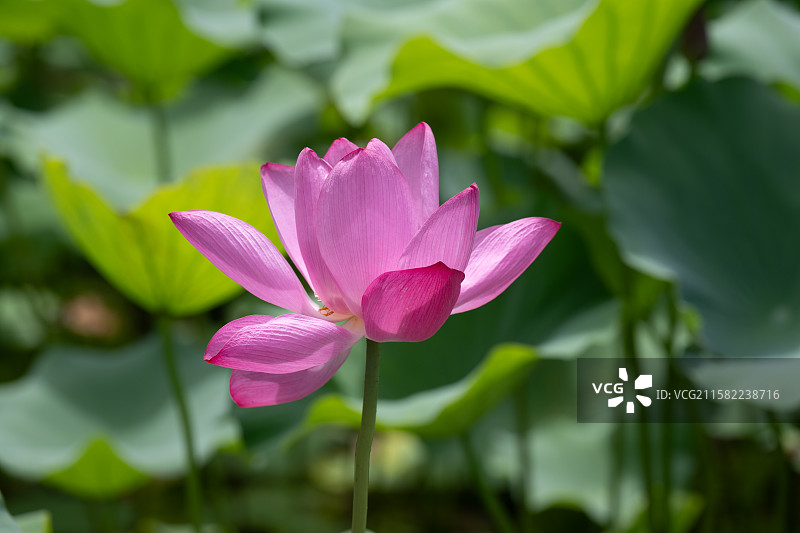 上海古猗园夏日盛开的荷花图片素材