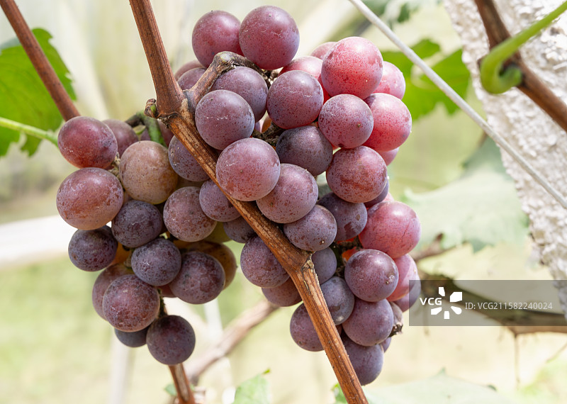 南宁市江南区平丹村四山坡丰收的葡萄图片素材