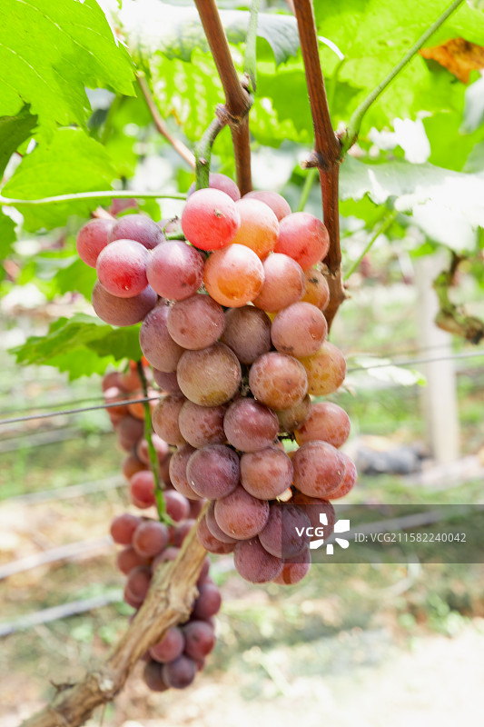 南宁市江南区平丹村四山坡丰收的葡萄图片素材