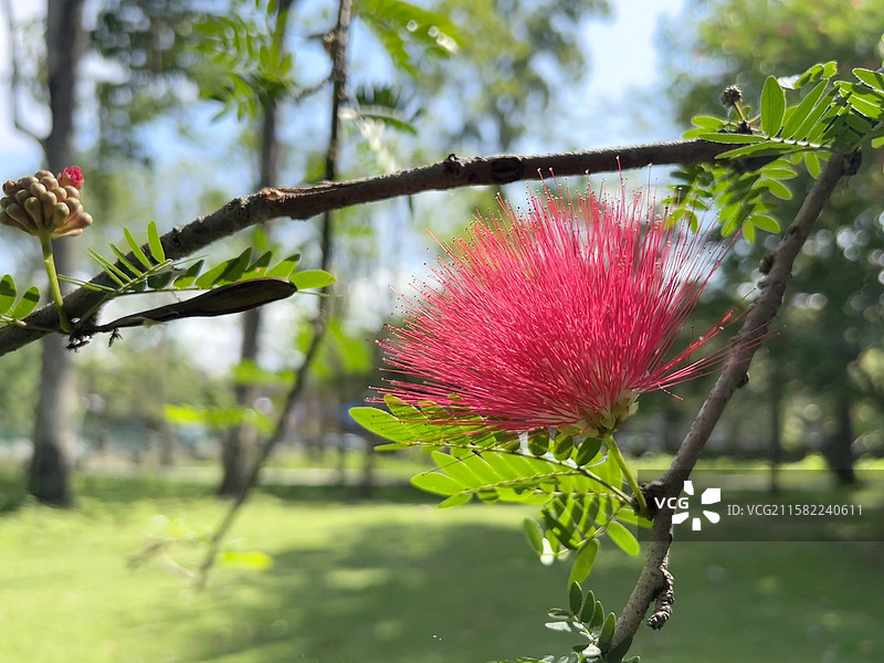 一朵丝状的红色合欢花图片素材