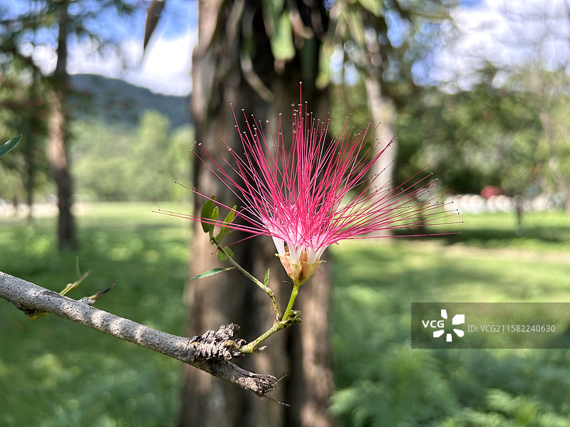 一朵丝状的红色合欢花图片素材