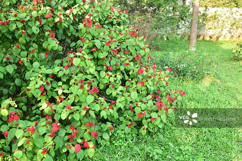 南方珍稀园林植物-Mussaenda 玉叶金花属-红纸扇图片素材