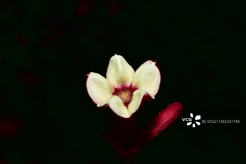 南方珍稀园林植物-Mussaenda 玉叶金花属-红纸扇图片素材