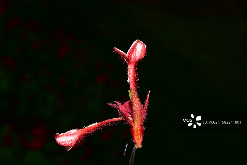 南方珍稀园林植物-Mussaenda 玉叶金花属-红纸扇图片素材