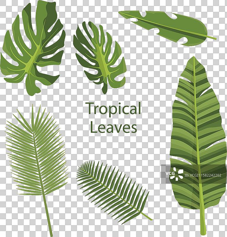 异国情调的热带叶子集合，平面设计风格图片素材