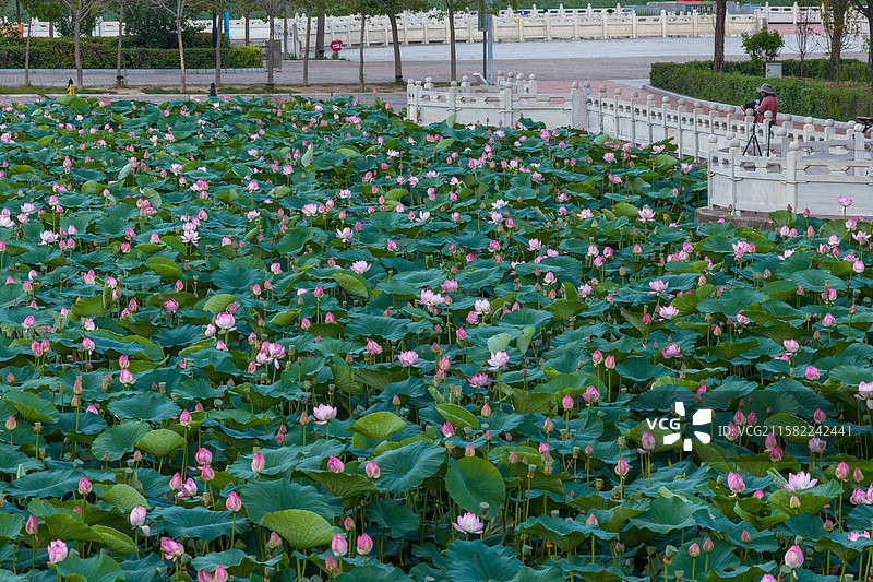荷花绽放图片素材
