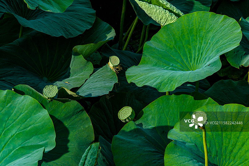 荷花绽放图片素材