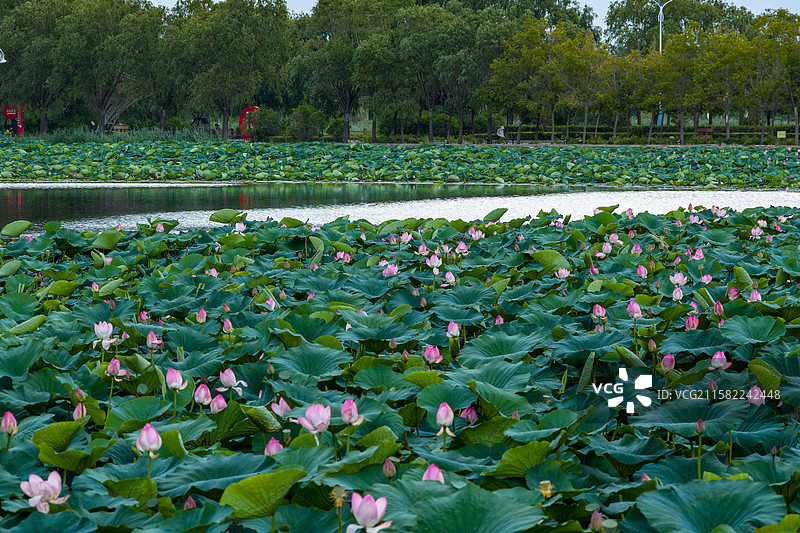 荷花绽放图片素材
